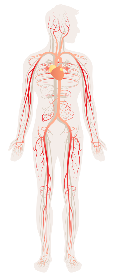 Arteries in body